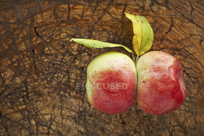 Dos manzanas maduras tumbadas sobre una superficie de madera - foto de stock