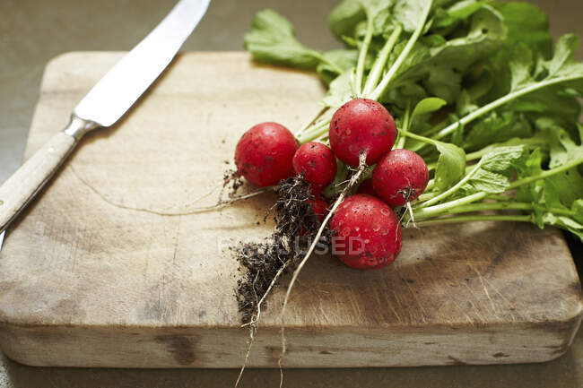 Freshly dug radishes on wooden cutting board — Stock Photo