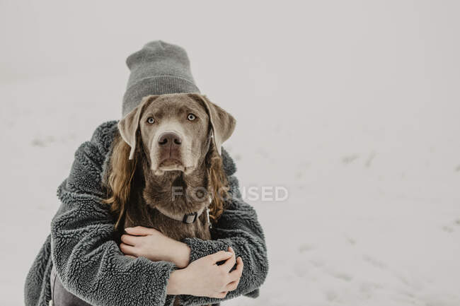 Підліткова дівчинка сидить у снігу і обіймає Лабрадор - Ревевер. — стокове фото