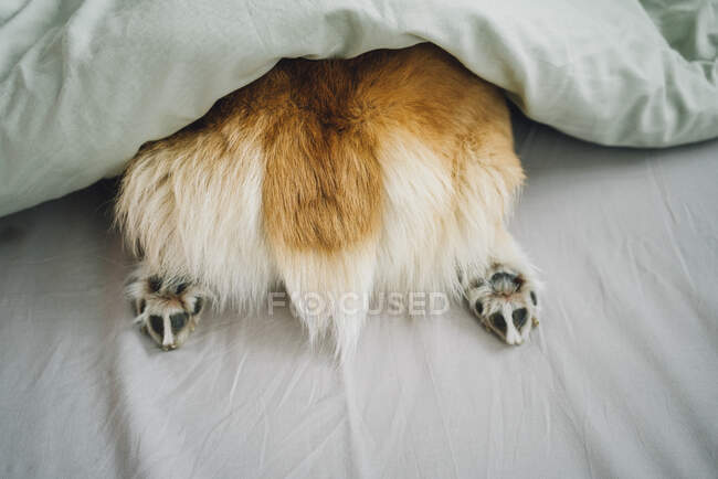 Rear of Corgi dog sticking out of duvet — Stock Photo