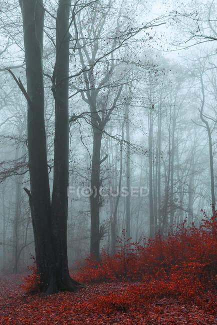 Empty forest during autumn morning in Wuppertal, Germany — Stock Photo