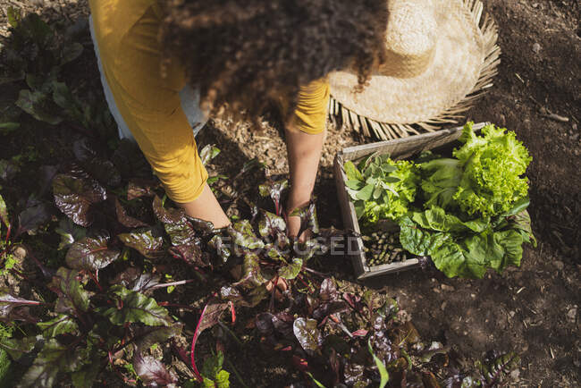 Frau pflückt Rote Bete im Gemüsegarten per Kiste — Stockfoto