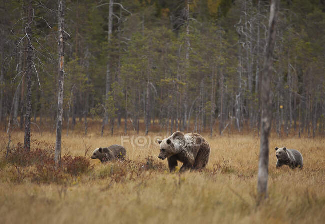 Finlandia, Kuhmo, Carelia settentrionale, Kainuu, Orso bruno (Ursus arctos) femmina con cuccioli in campo — Foto stock