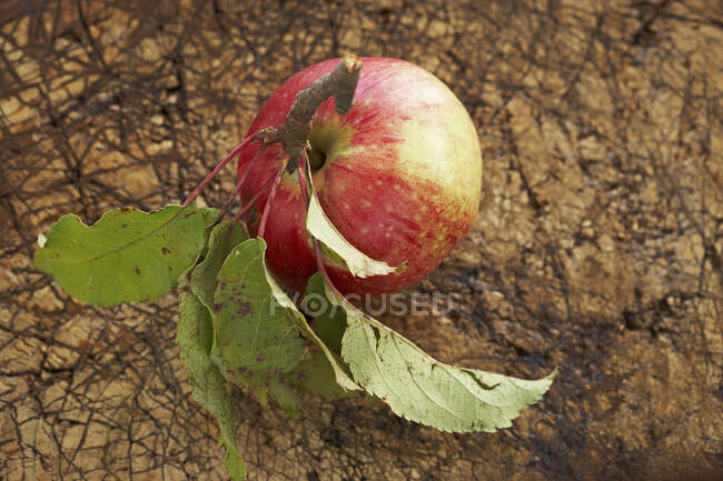 Pomme mûre couchée sur une surface en bois — Photo de stock