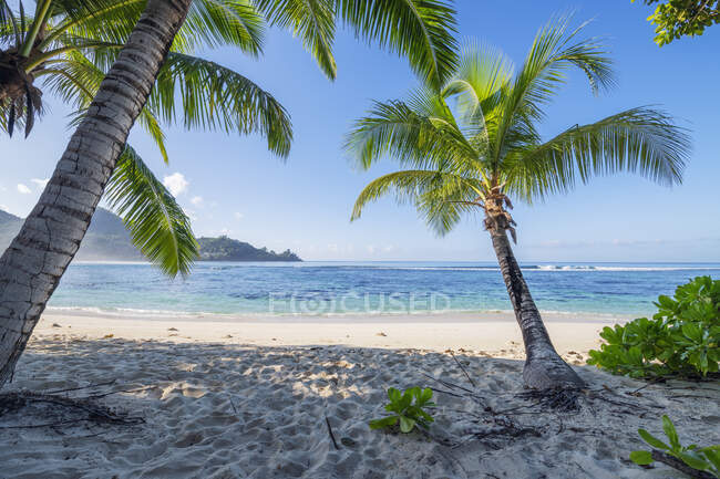 Palme che crescono sulla spiaggia di Baie Lazare in estate — Foto stock