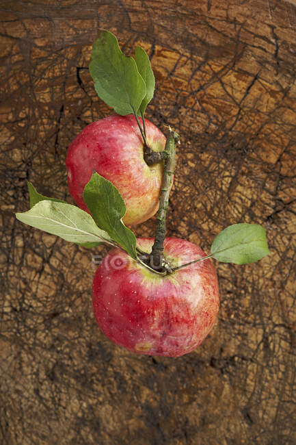 Deux pommes mûres couchées sur une surface en bois — Photo de stock