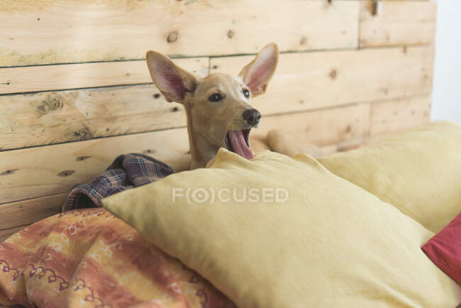 Joven perro galgo mirando hacia otro lado mientras está sentado en la cama en casa - foto de stock
