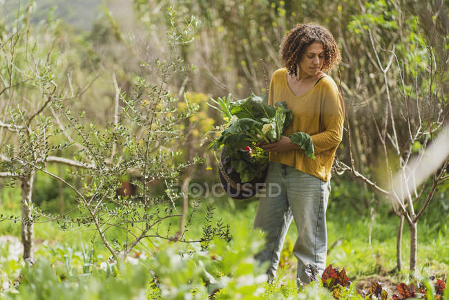 Жінка тримає овочі в саду пермакультури. — стокове фото