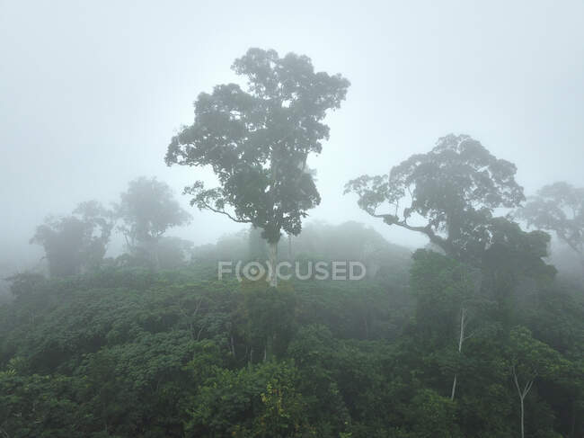 Gabon, Mikongo, Veduta aerea della lussureggiante giungla avvolta nella nebbia — Foto stock