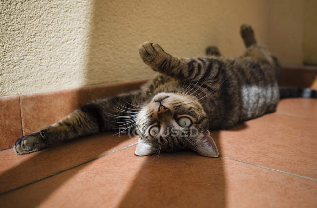 Портрет сірої кішки, що відпочиває на підкладці. — стокове фото