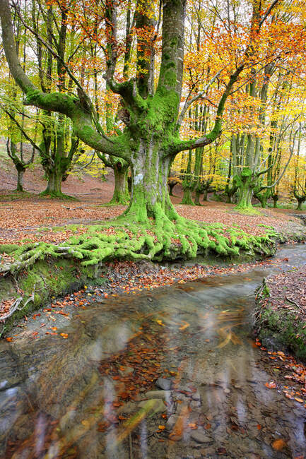 Árboles de otoño por arroyo en el Parque Natural de Gorbea - foto de stock