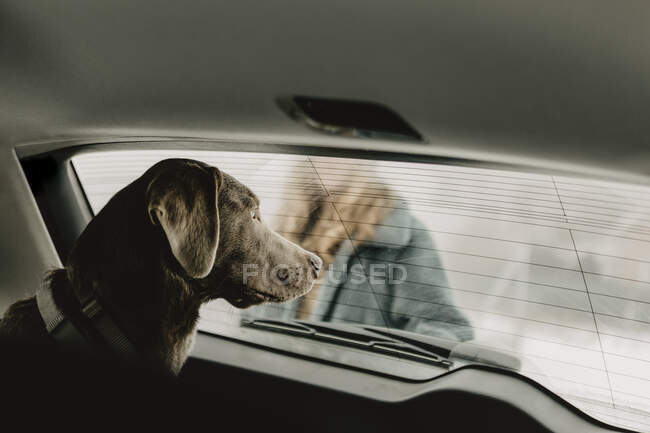 Labrador Retriever blickt durch Fenster im Auto — Stockfoto