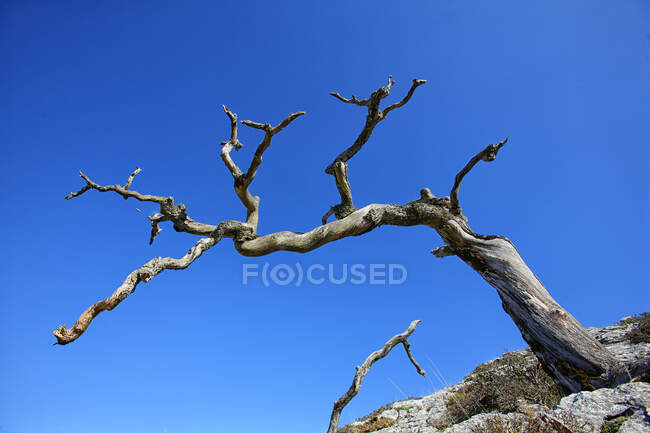 Árbol desnudo con cielo azul claro en el fondo - foto de stock