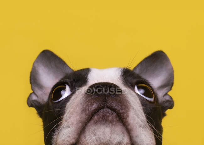 Cabeça de cachorro Boston Terrier olhando para cima — Fotografia de Stock