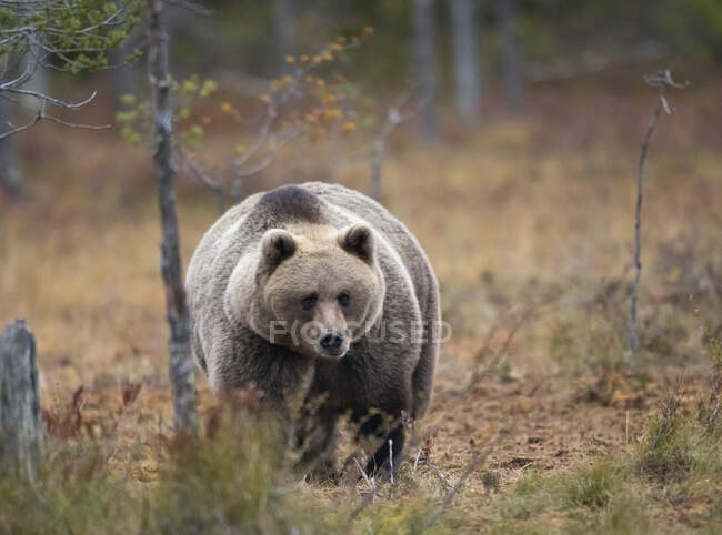 Finlandia, Kuhmo, Carelia settentrionale, Kainuu, Orso bruno (Ursus arctos) nella foresta — Foto stock