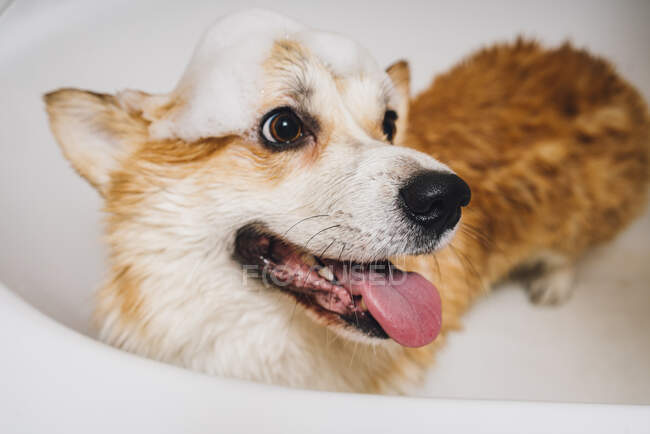 Retrato de perro Corgi de pie en bañera - foto de stock