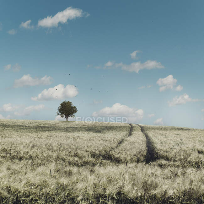 Ячмінне поле і дерево, Вупперталь, Німеччина. — стокове фото