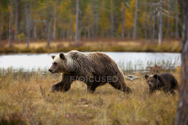 Finlândia, Kuhmo, Carélia do Norte, Kainuu, Urso-pardo (Ursus arctos) fêmea com filhote andando no campo — Fotografia de Stock