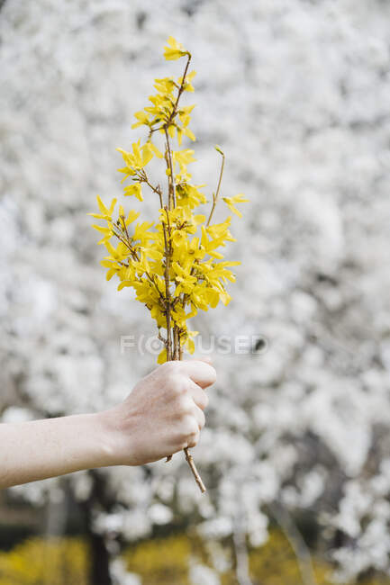 Donna che tiene mazzo di fiori gialli davanti al mandorlo — Foto stock