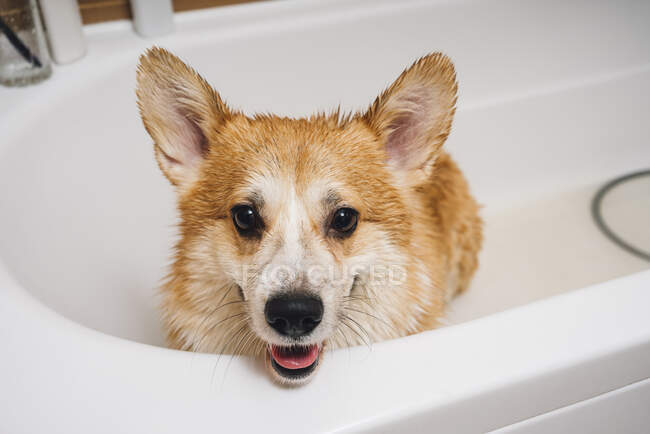 Портрет собаки коргі, що стоїть у ванній. — стокове фото