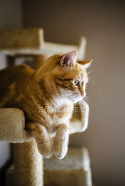 Porträt einer braunen Katze entspannt auf einem Kratzbaum — Stockfoto