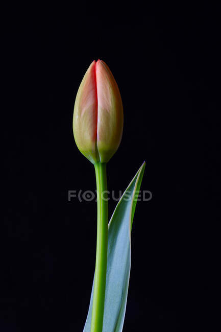 Studio shot of single budding tulip — Stock Photo