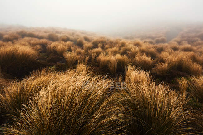 New Zealand, Ruapehu District, Brown bushes growing in Tongariro National Park during foggy weather — Stock Photo