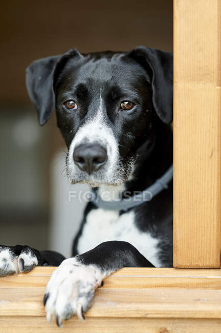 Hund schaut zu Hause durch Fenster — Stockfoto