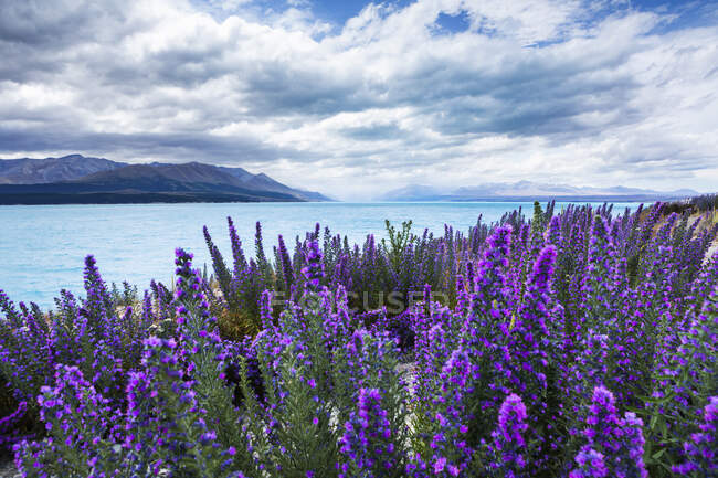 New Zealand, Canterbury, Blooming lupines (Lupinus) на озері Текапо — стокове фото
