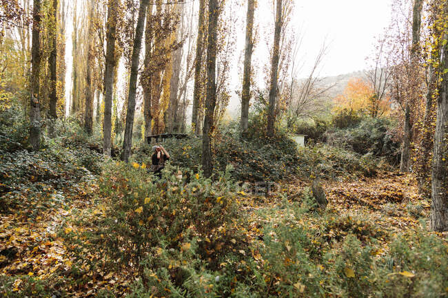 Fotografía turística femenina en el bosque durante el otoño - foto de stock