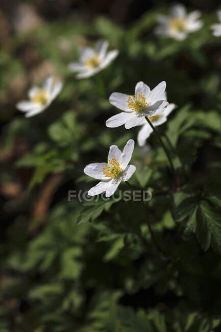 Anémonas de madera en flor blanca (Anemonoides nemorosa) - foto de stock