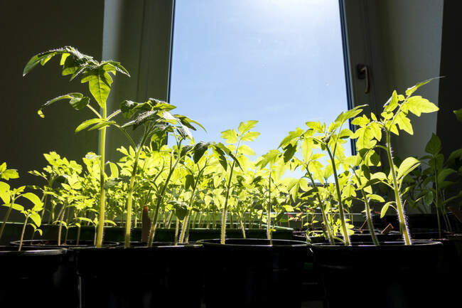 Sunlight on tomato plant by window at home — Stock Photo