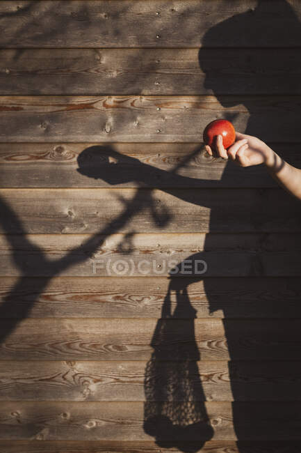 Девушка держит яблоко тенью на деревянной стене — стоковое фото