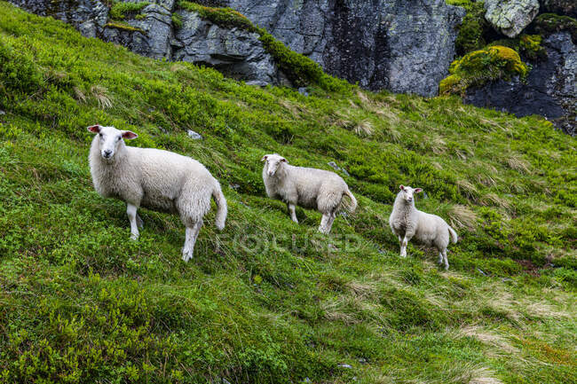 Norway, Aurland, Aurland plateau, Sheep in meadow — Stock Photo