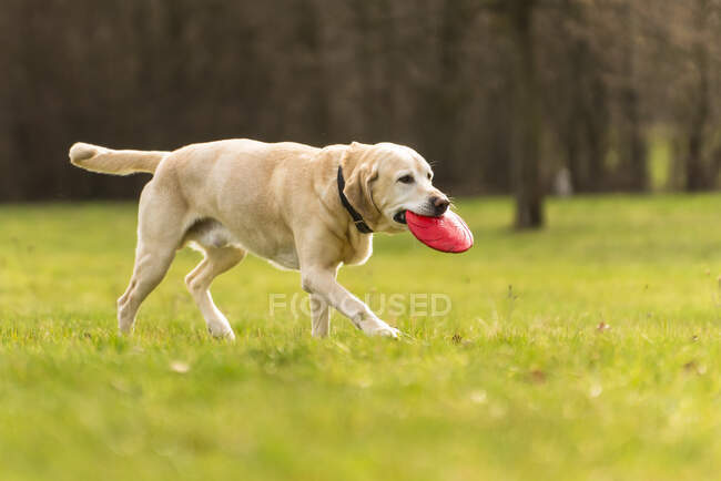 Labrador carrying plastic disk — Stock Photo