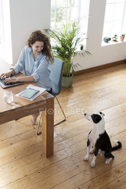 Smiling female professional looking at Jack Russell Terrier while working in home office — Stock Photo