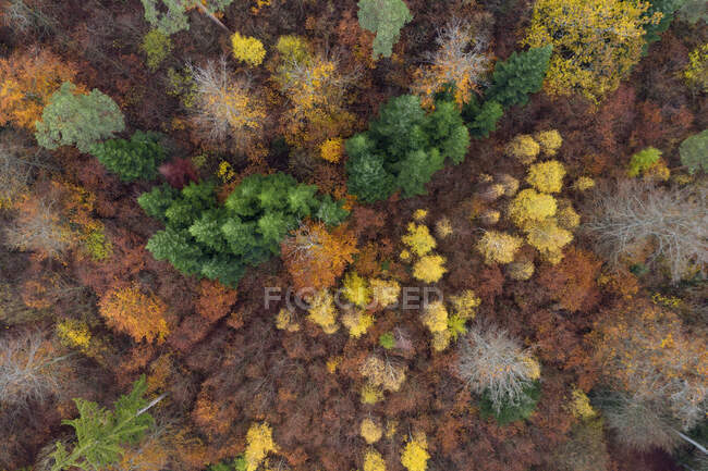 Drone view of Steigerwald forest in autumn — Stock Photo
