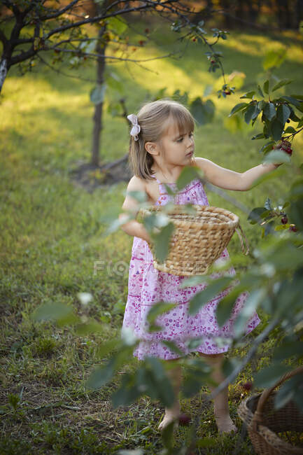 Linda chica cosechando cerezas en el patio trasero - foto de stock