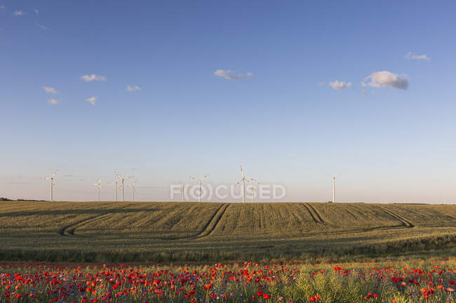 Сільське поле влітку з вітровими турбінами на задньому плані — стокове фото