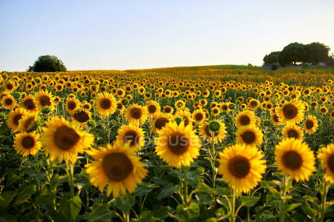 Girasoles amarillos floreciendo en el campo durante la puesta del sol —  Puesta de sol, Naturaleza - Stock Photo | #493835312