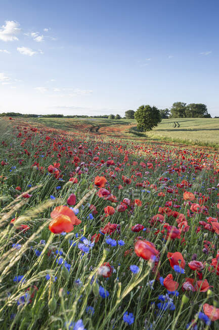 Papaveri in fiore nel prato di campagna — Foto stock