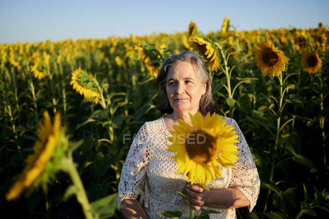 Mujer mayor sosteniendo girasol en la mano mirando hacia otro lado mientras  está de pie en el campo durante el atardecer — planta, aire libre - Stock  Photo | #493836858