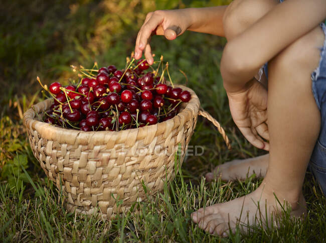 Menino sentado perto de cesta de cerejas na grama no quintal — Fotografia de Stock