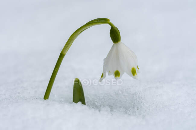 Біла весна Сніжинка в снігу взимку. — стокове фото