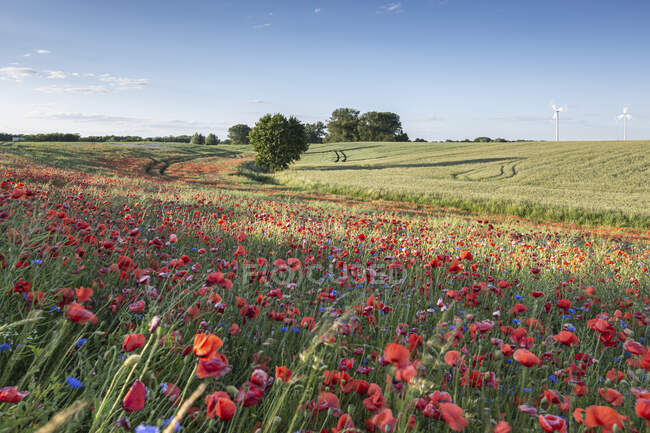 Amapolas floreciendo en el prado rural - foto de stock