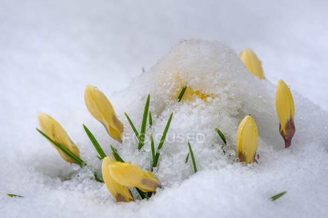 Закрита снігом жовта квітка крокуса. — стокове фото