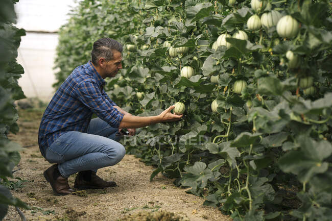 Maduro agricultor verificando melão em estufa — Fotografia de Stock
