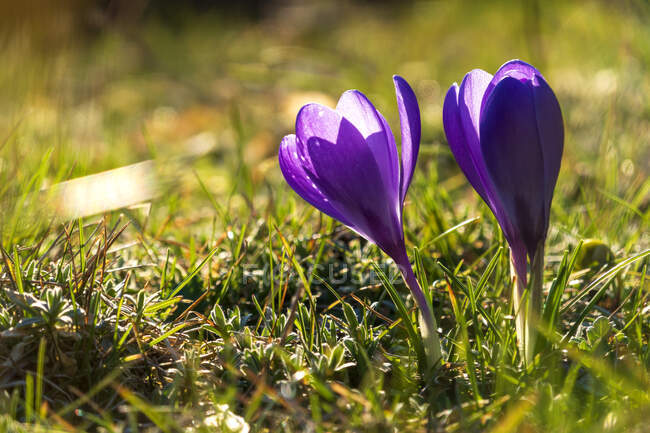 Nahaufnahme von Krokussen, die im Frühling blühen — Stockfoto