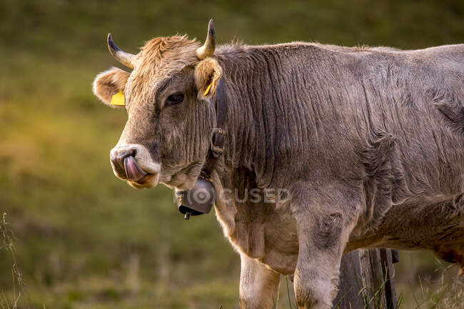 Porträt einer braunen Kuh, die die Zunge herausstreckt — Stockfoto