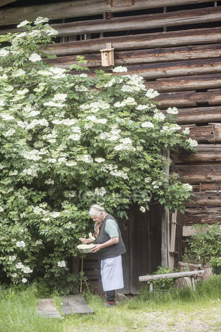 Senior agricultrice cueillette des fleurs dans la cour avant — Photo de stock